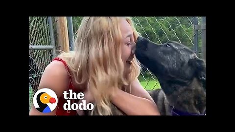 Lost Dog Can't Believe It's Really Her Mom _