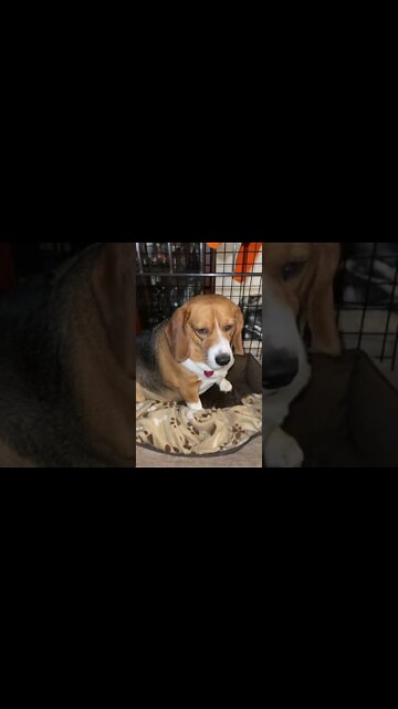 Banchee The Beagle Loves His Kennel