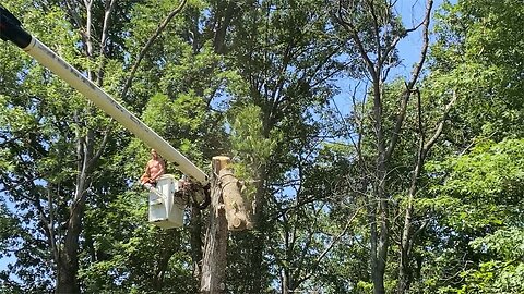 Watch the Pros: Toppling a Leaning Pin Oak Tree