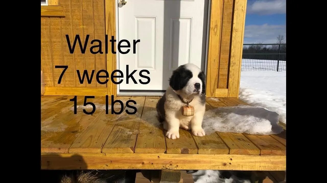 St Bernards weekly weigh in- Baby Walter grew up too fast