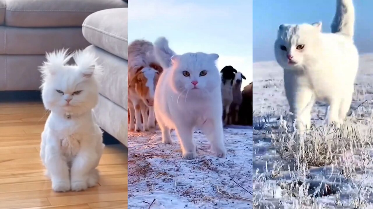 New One Funny animals - Funny cats / dogs - Funny videos ???? - ???? ???? Bast laugh part3