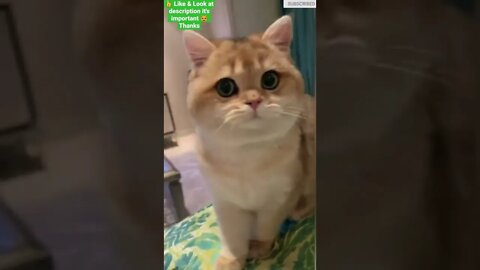 cute cat videos 😹 funny videos 😂 1149 😻 #shorts