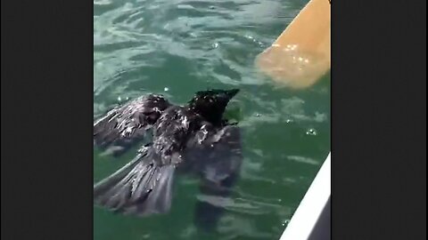 After Saving The Crow, Man Was Surprised By Its Intelligence