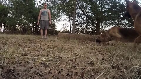 Shadow learns the log walk