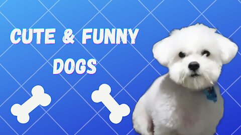 Cute and Funny Dogs Compilation 2021