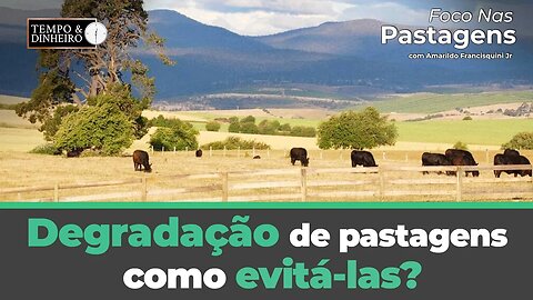 Degradação de pastagens: como evitá-las? Foco nas Pastagens tem a dica