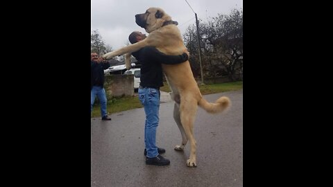 THE BIGGEST DOGS In The World