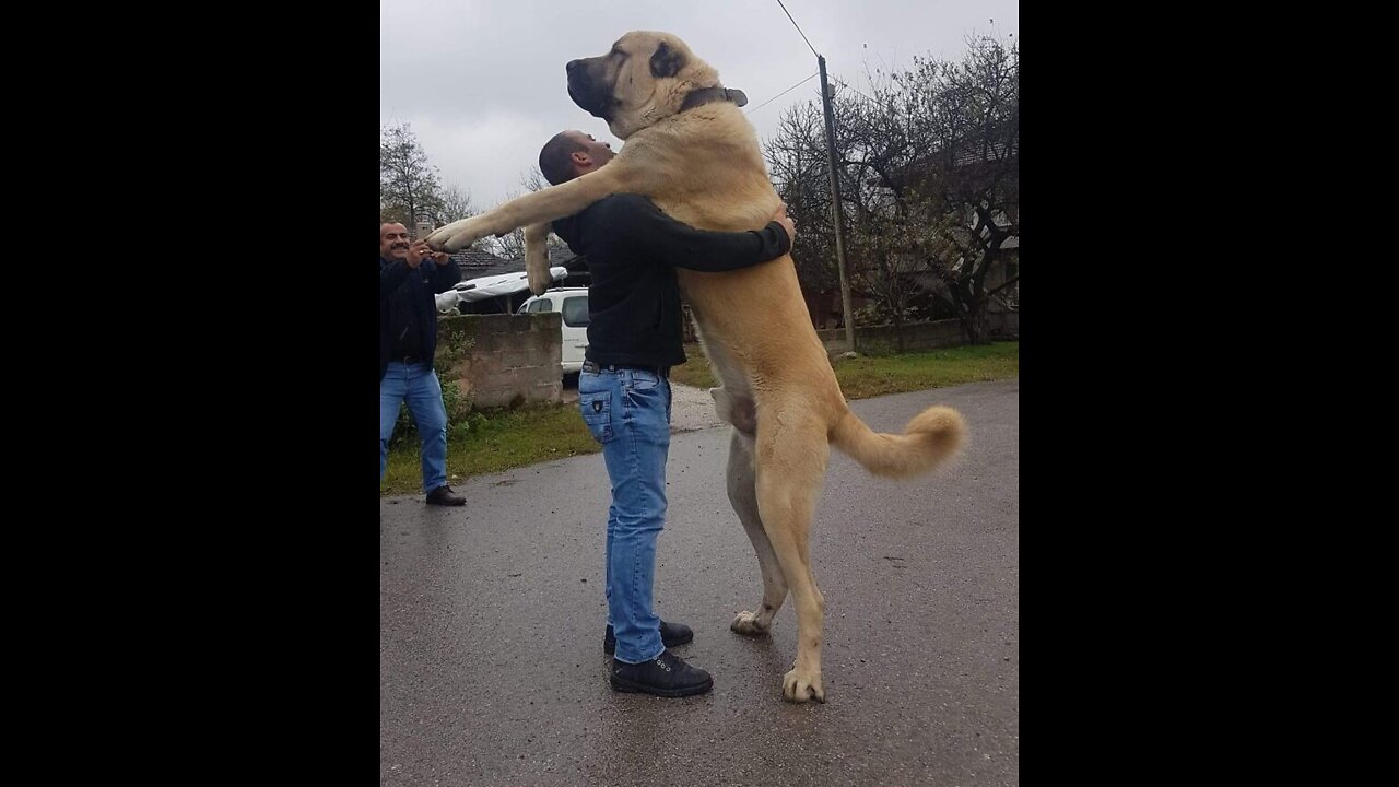 THE BIGGEST DOGS In The World