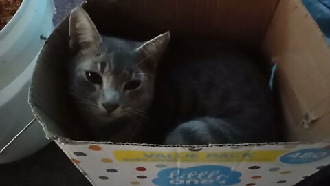 One of the cats ( Bluey ) got in my egg box 25th June 2021