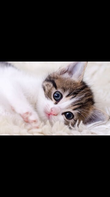 Funny Cats😹 & Dogs🐶 Videos of 2023 Compilation! #38