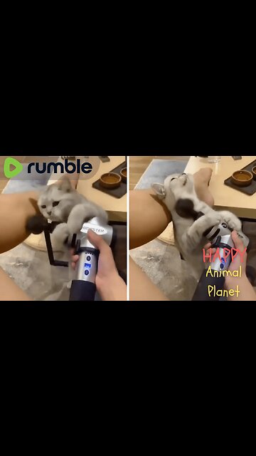 Funny and Cute Cat | Just Let Me Borrow This For a Second