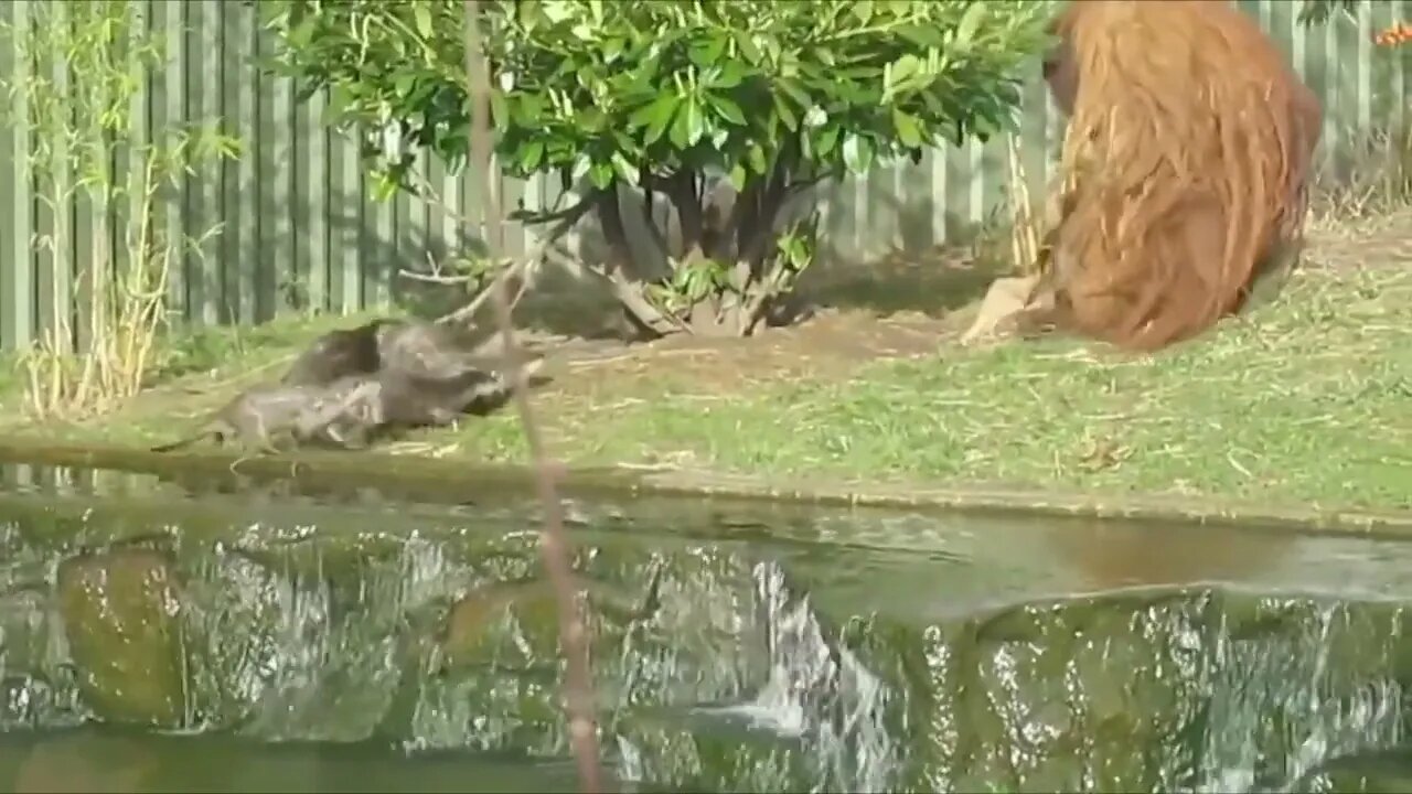 Orangutan chases otters away with a stick