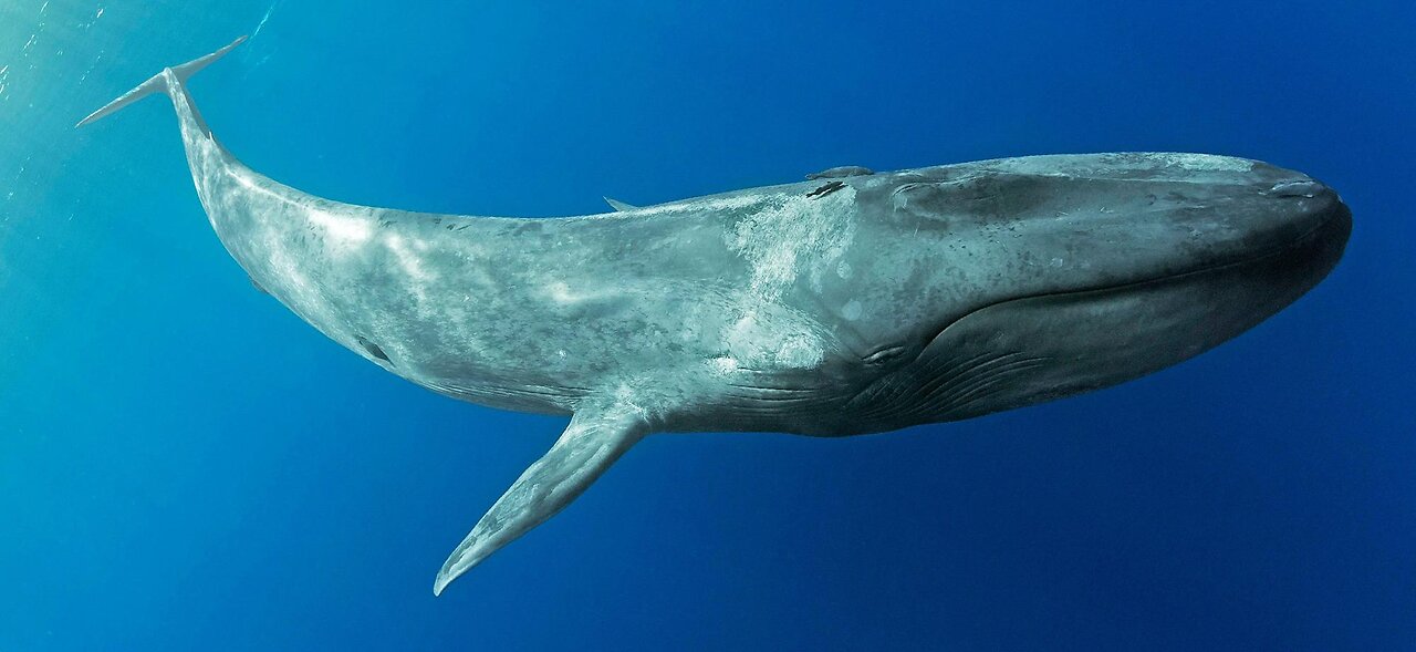 whales>>>🫶🏻🫶🏻🫶🏻🐋Sound