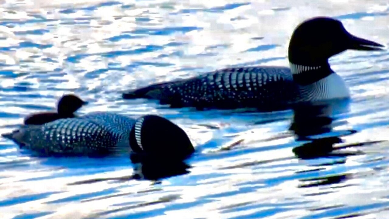 Precious baby loon learns how to dive underwater