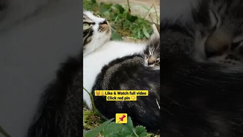 CUTE AND FUNNY CAT COMPILATION OF 2022 PART 5 😻😺