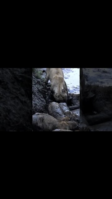 Muddy Lions Eat A Zebra | Saturday #shorts