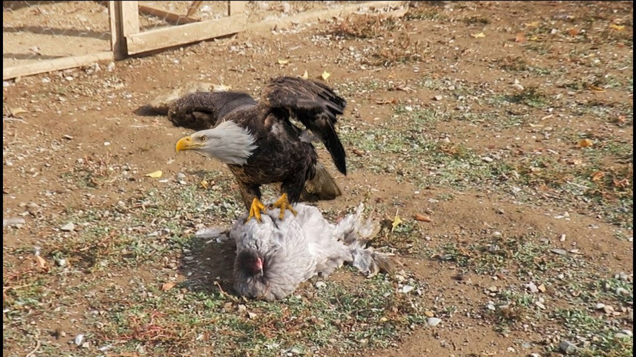 Eagle Attacked My Chicken Coop Chicken Gone