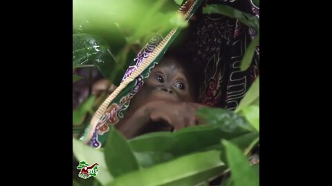 Monita learning to overcome her fear of leaves