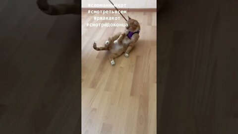 #shorts Смешные Коты Из Тик Тока 19 Funny Cats From TikTok