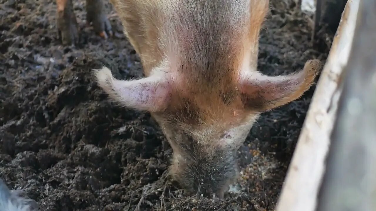 Wild boars on the animal farm.Large wild boar female. Pig licks the camera85