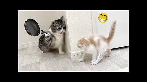 Funny Animal Videos 2023 🥰 - Funniest Dogs and Cats Videos 😁