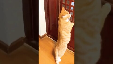 Cat Video Watch Fight#funny #shorts