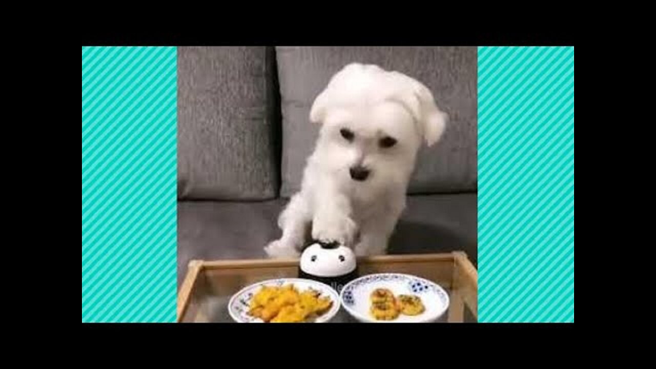 Cute And Funny Pet Videos Compilation 9 - Funny Dog Videos - Baby Dogs 6