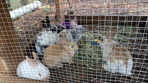 The baby bunnies all went to new homes