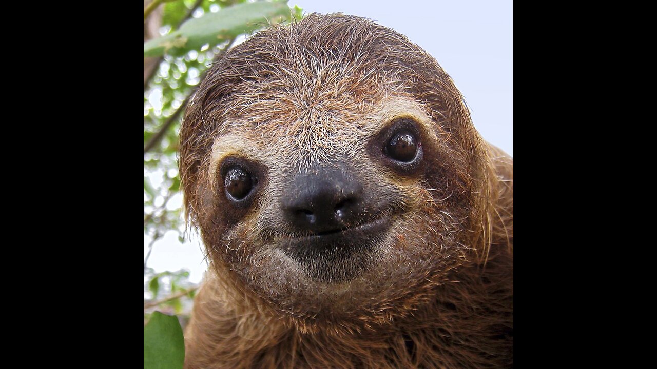 Sloth R We