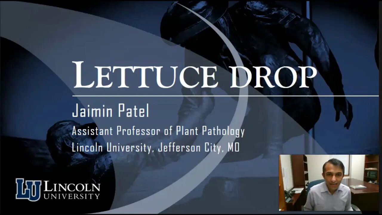 Lettuce Drop. - Jaimin Patel