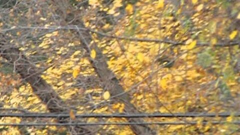 Big Brid in CT Bridge on election trip