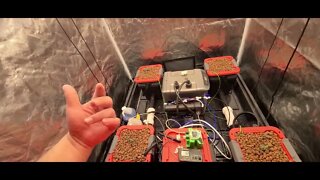 How to build a DIY RDWC Hydroponics Grow system