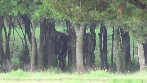 Texas Rain Storm With BB Size Hail - Was Going To Be Severe But Was Mild