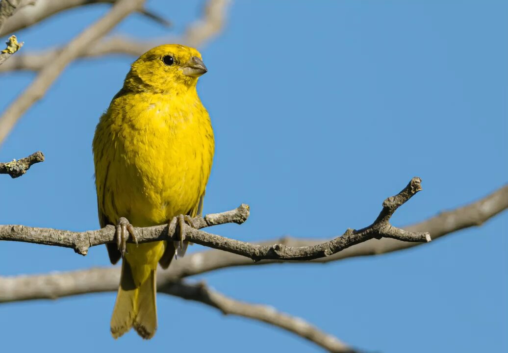 Bird chirping Sound for Waking up In the morning
