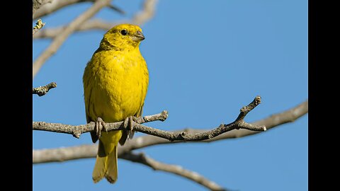 Bird chirping Sound for Waking up In the morning