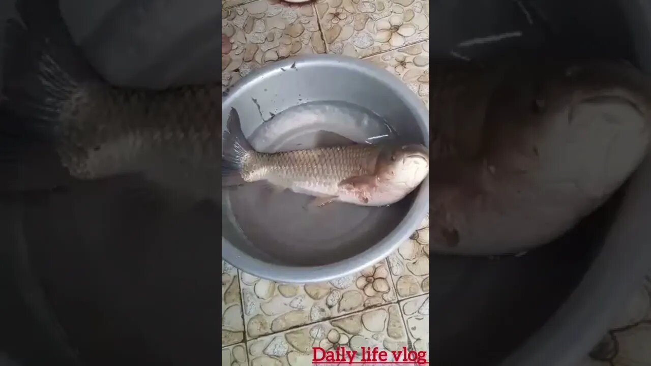 talking catfish
