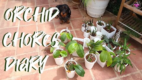 Rupicolous Laelia Fall Orchid Shuffle | Blooming Alley Tour | Orchid Chores preparing for Fall 🍂🍁