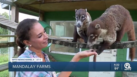 Mandalay Farms in Palm Beach County features exotic animals