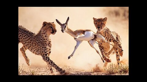 Cheetah tops 75mph chasing gazelle