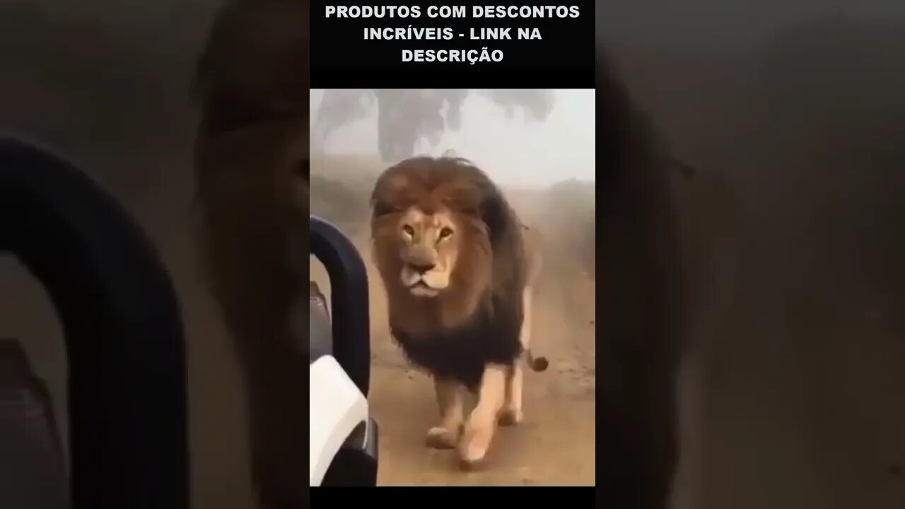 o rei da selva desfilando 😮😮