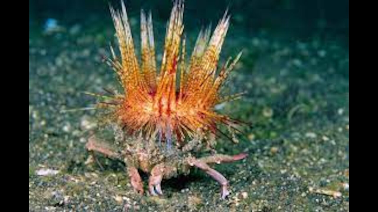 Self Decoration Camouflage By The Decorator Crab