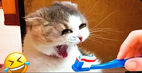 funniest animals 🤣 best of 2023 funny animal videos