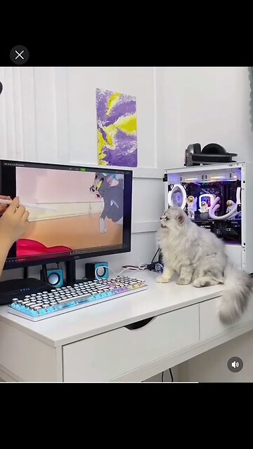 Beautiful funny cat video in 2023