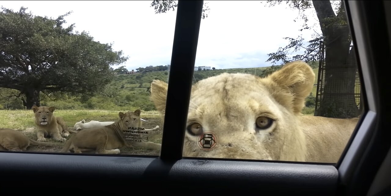 Lion opens car door!