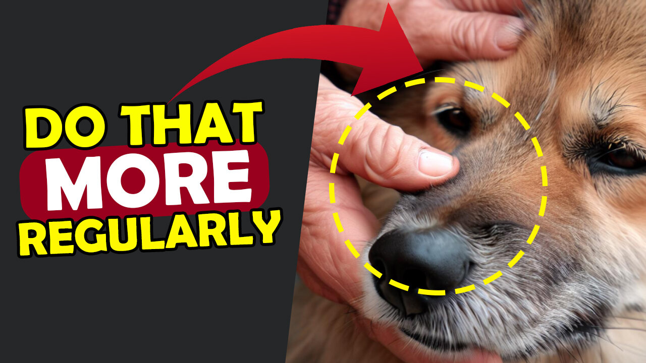 17 THINGS YOU DO WAY TOO RARELY FOR YOUR DOG