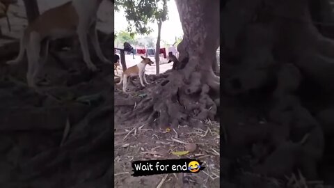 POR QUE TODO MACACO É ATENTADO KKK #shorts