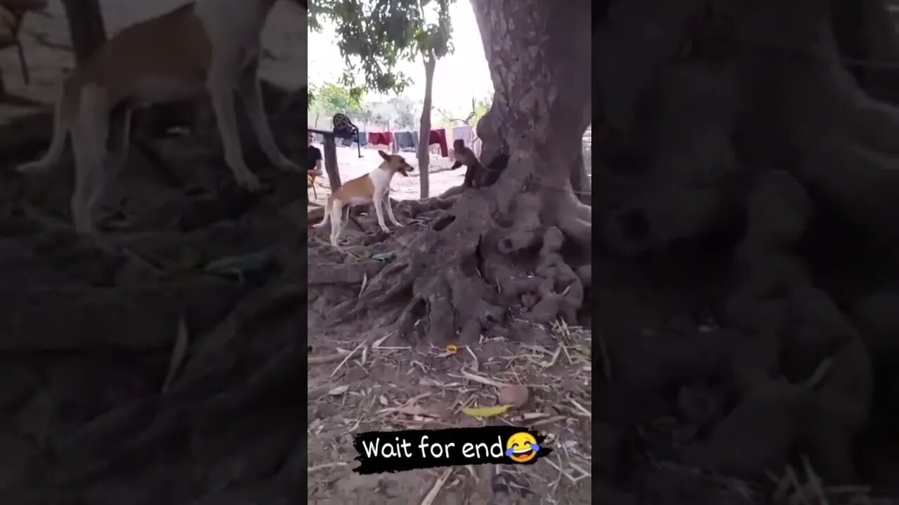 POR QUE TODO MACACO É ATENTADO KKK #shorts