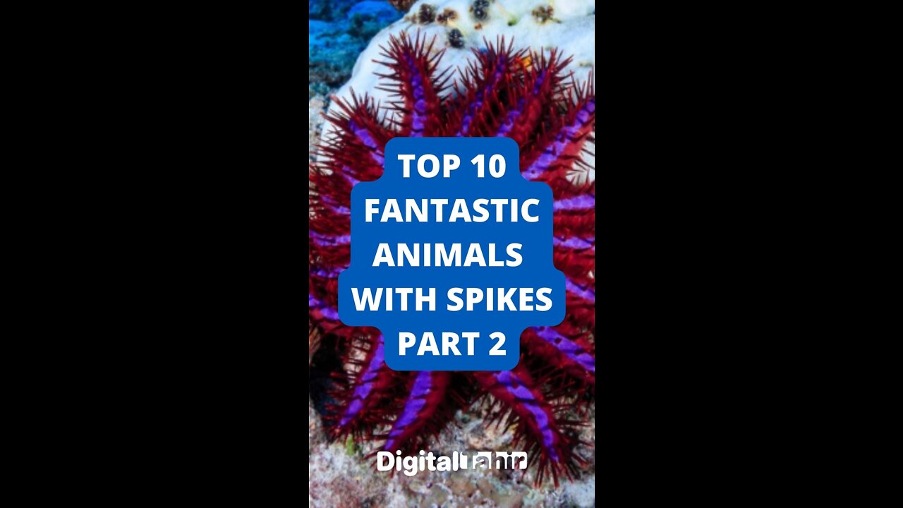 Top 10 Fantastic Animals with Spikes Part 2