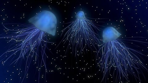 Migration of luminous jellyfish