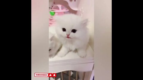 cute cat videos 😹 funny videos 😂1371